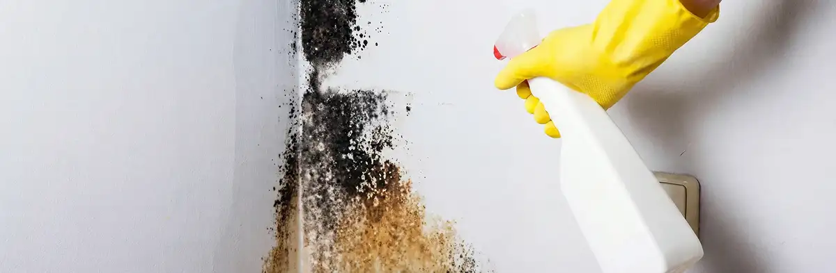 visible mold growth on an interior wall being treated during mold removal service in Glendale, AZ